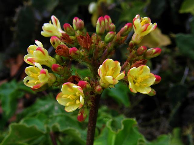 Dávivec (Jatropha mollissima (Pohl) Baill.)