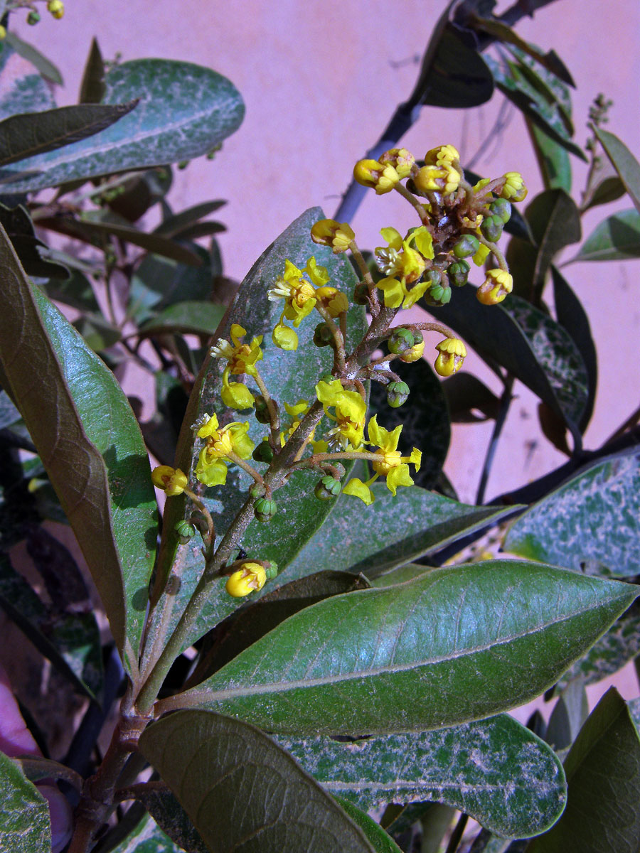 Byrsonima crassifolia (L.) Kunth