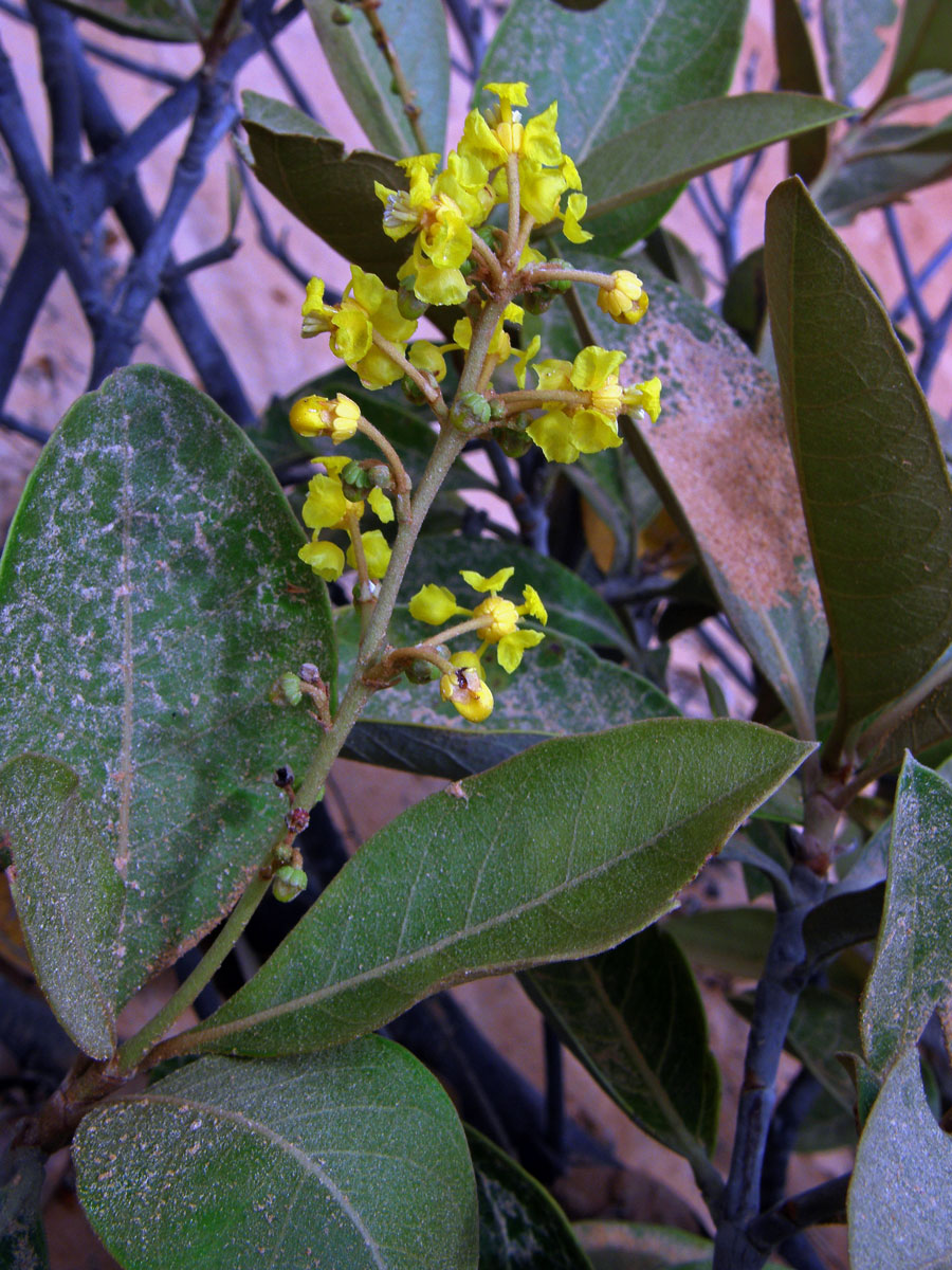 Byrsonima crassifolia (L.) Kunth