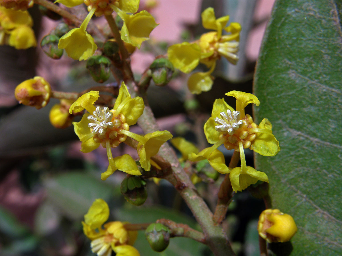 Byrsonima crassifolia (L.) Kunth