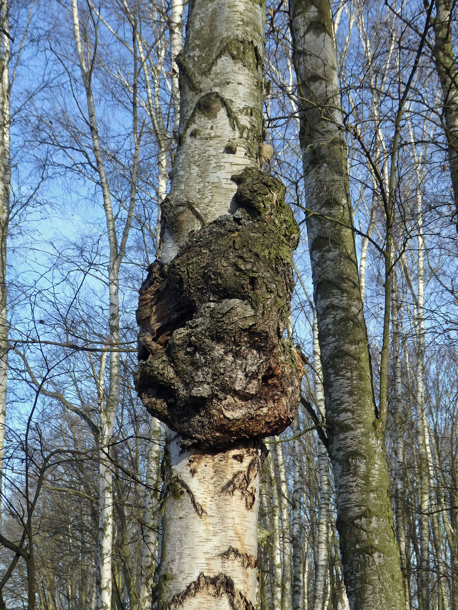 Nádor na bříze bělokoré (Betula pendula Roth) (63a)