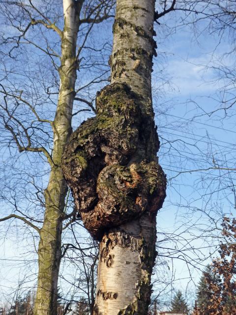 Nádor na bříze bělokoré (Betula pendula Roth) (63b)