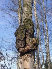 Nádor na bříze bělokoré (Betula pendula Roth) (63c)