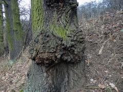 Nádor na dubu letním (Quercus robur L.) (42b)