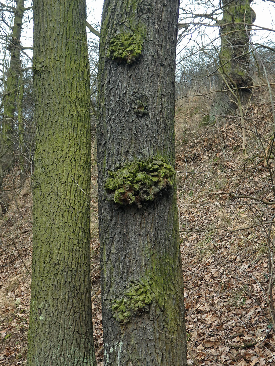 Nádor na dubu letním (Quercus robur L.) (43a)