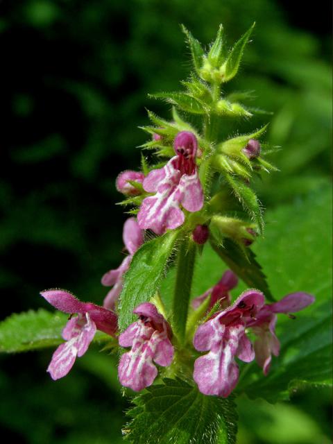 Čistec lesní (Stachys sylvatica L.)