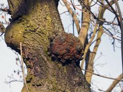 Nádor na jasanu ztepilém (Fraxinus excelsior L.) (14)