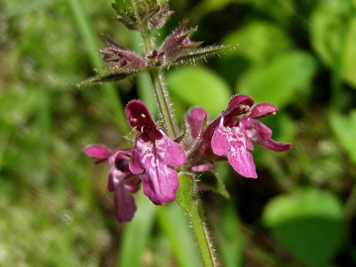 Čistec lesní (Stachys sylvatica L.)