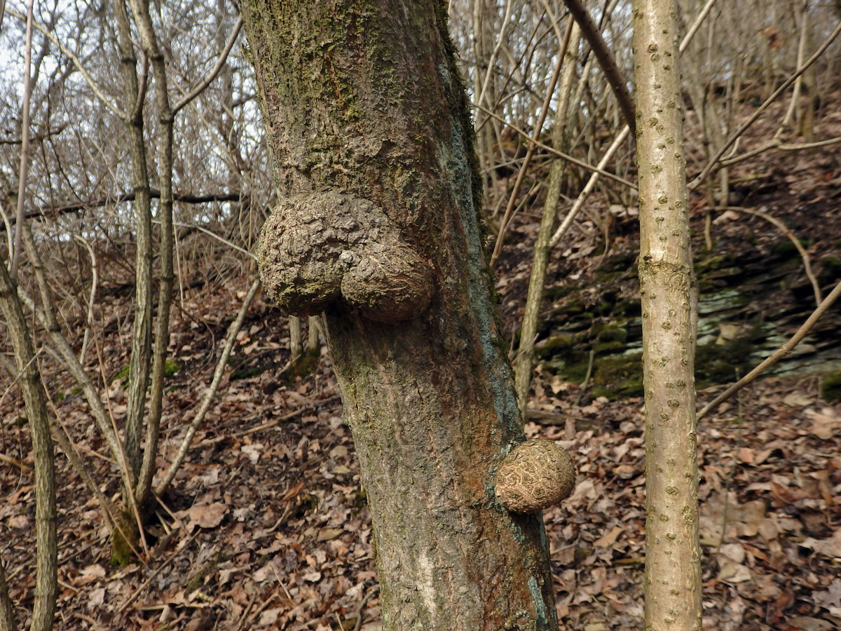 Dřín jarní (Cornus mas L.) s nádory na kmeni (1a)