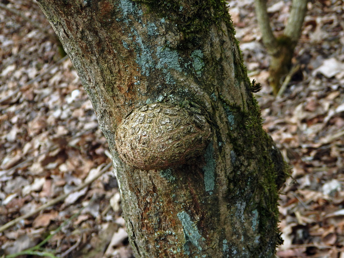 Dřín jarní (Cornus mas L.) s nádorem na kmeni (1b)