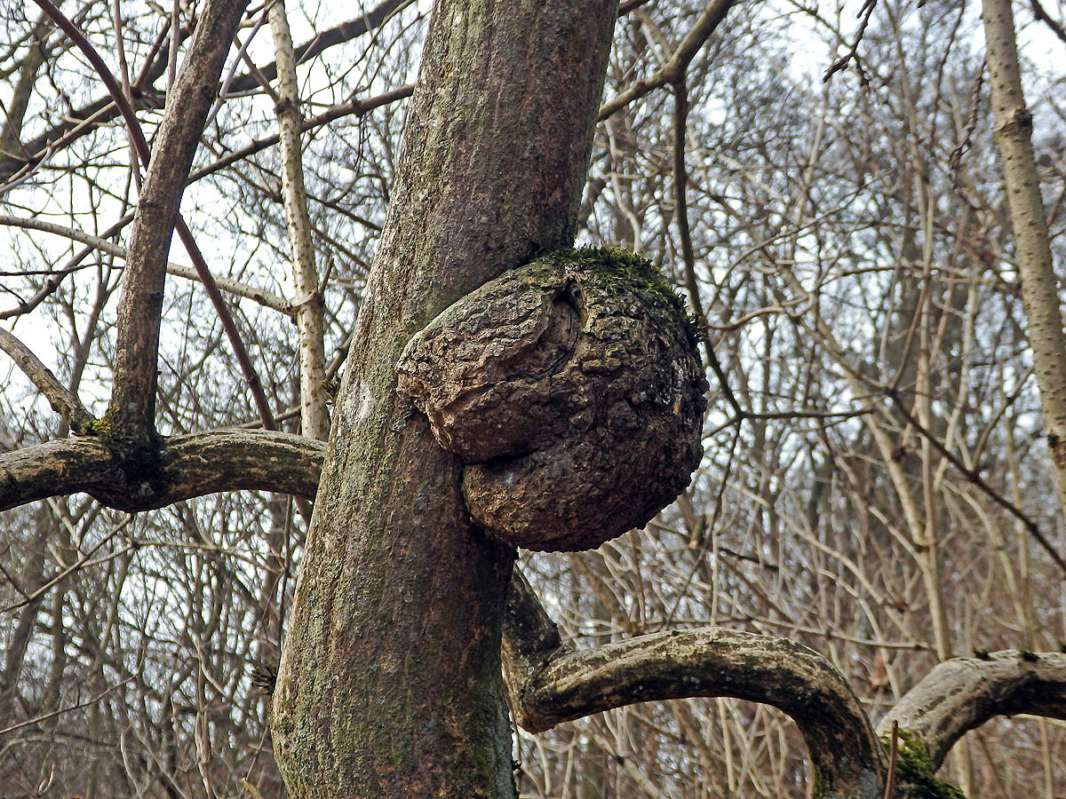 Dřín jarní (Cornus mas L.) s nádorem na kmeni (2)