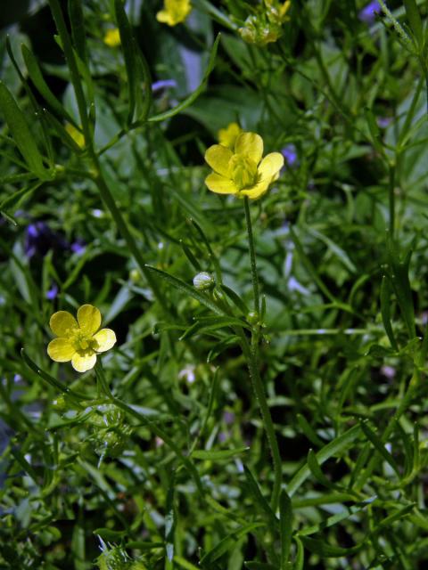 Pryskyřník rolní (Ranunculus arvensis L.)