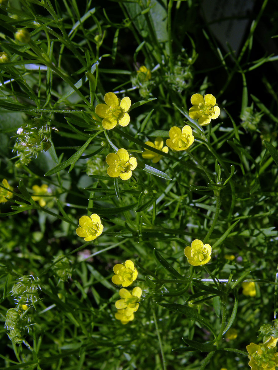 Pryskyřník rolní (Ranunculus arvensis L.)