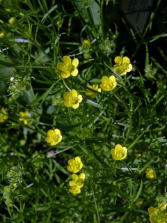 Pryskyřník rolní (Ranunculus arvensis L.)