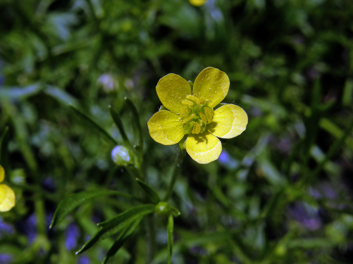 Pryskyřník rolní (Ranunculus arvensis L.)