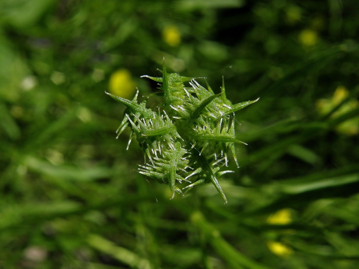 Pryskyřník rolní (Ranunculus arvensis L.)