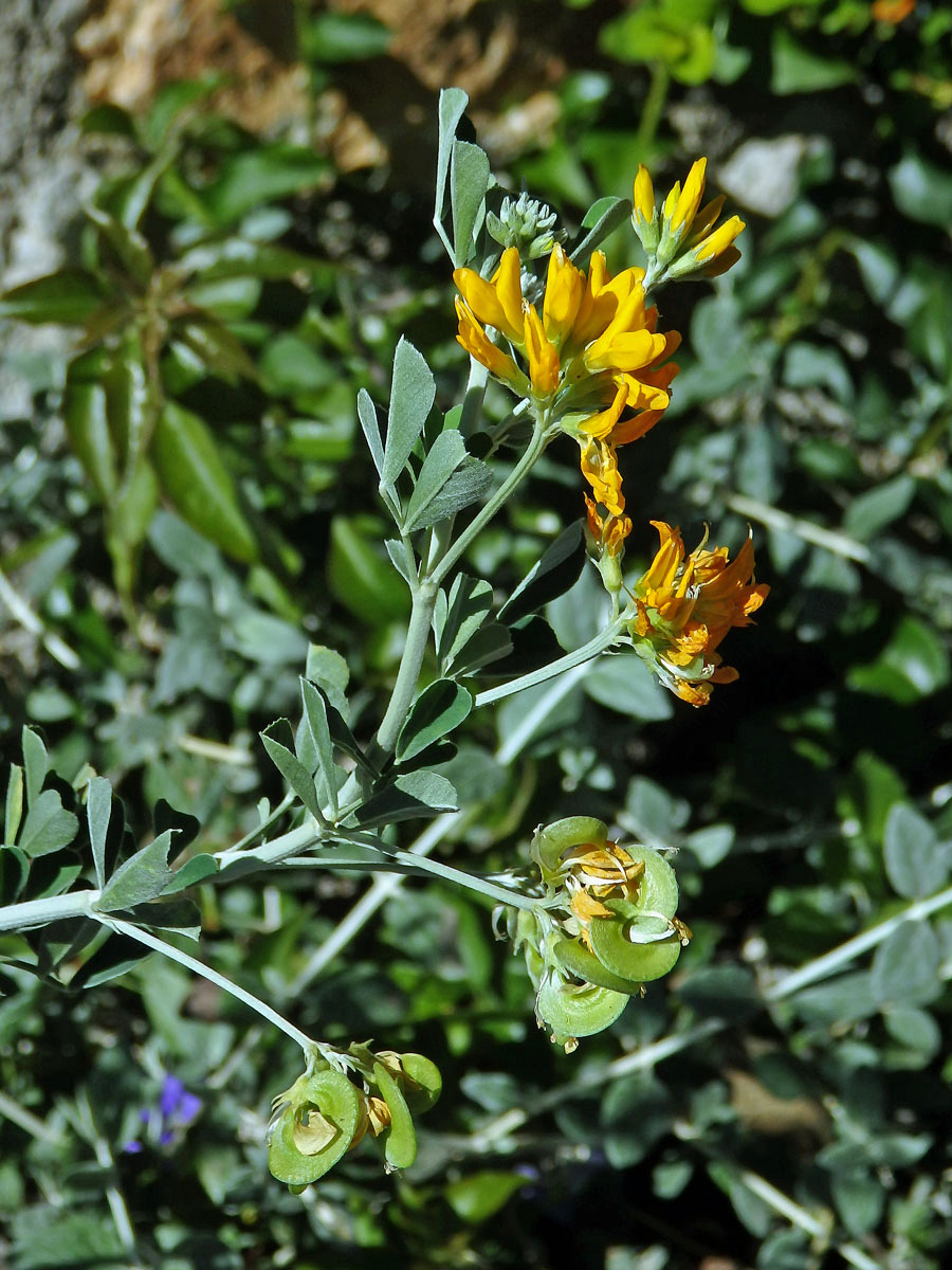 Tolice křovitá (Medicago arborea L.)