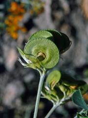 Tolice křovitá (Medicago arborea L.)