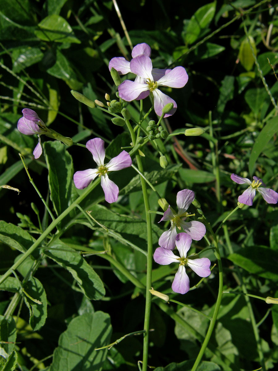 Ředkev setá (Raphanus sativus L.)