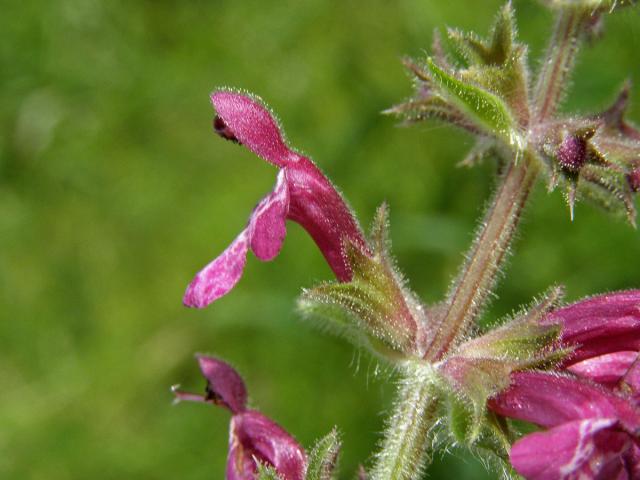 Čistec lesní (Stachys sylvatica L.)