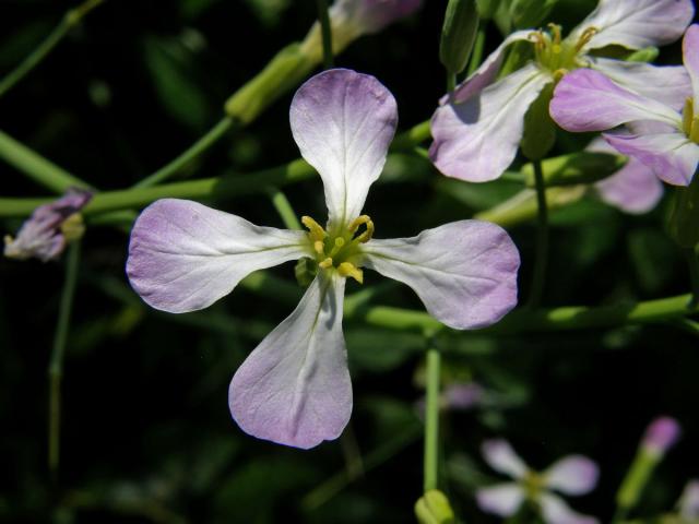 Ředkev setá (Raphanus sativus L.)