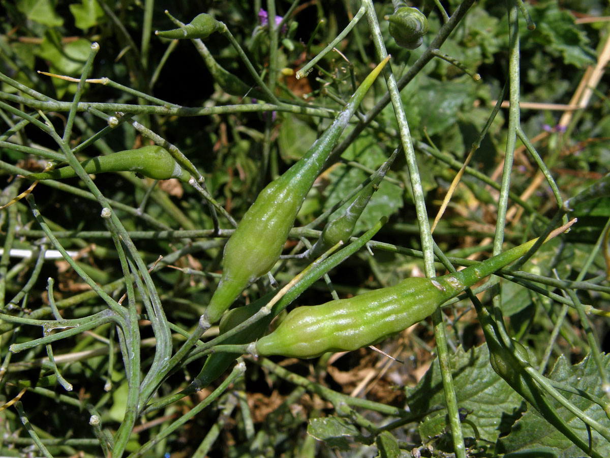 Ředkev setá (Raphanus sativus L.)