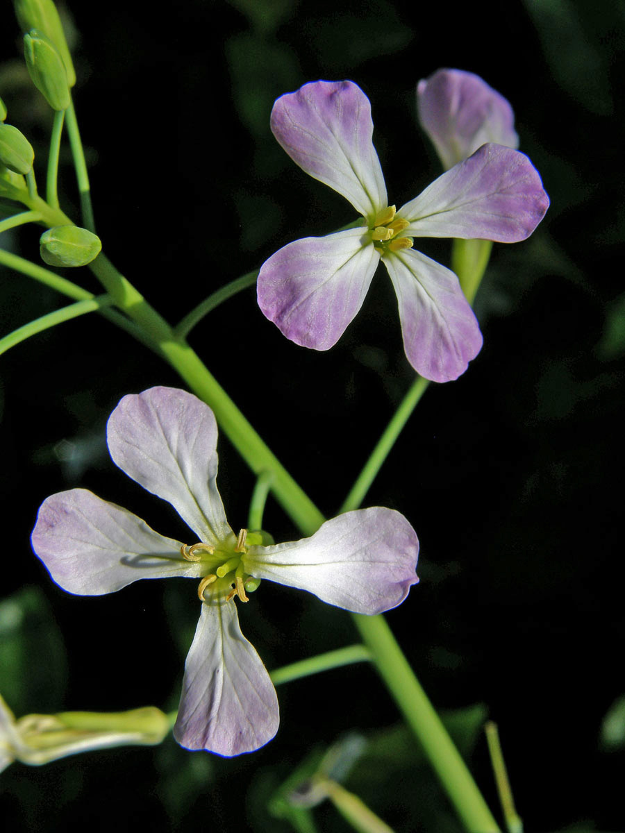 Ředkev setá (Raphanus sativus L.)