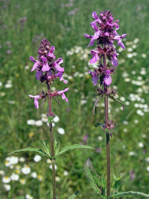 Čistec bahenní (Stachys palustris L.)