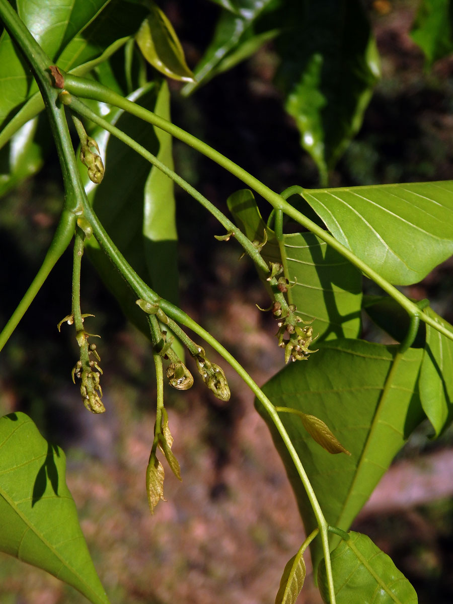 Kaleda lysá (Pongamia pinnata (L.) Pierre)