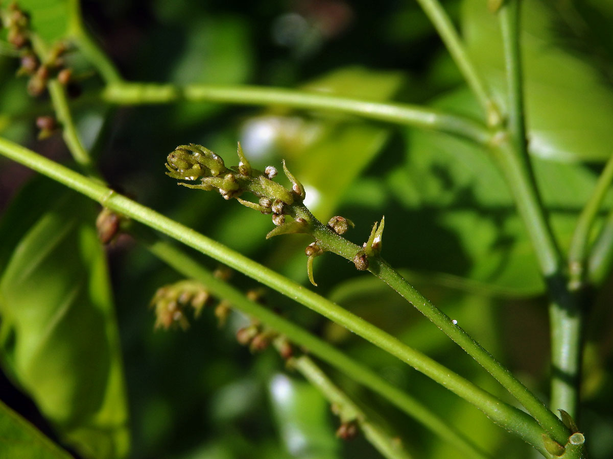 Kaleda lysá (Pongamia pinnata (L.) Pierre)