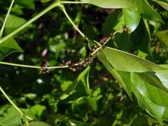 Kaleda lysá (Pongamia pinnata (L.) Pierre)