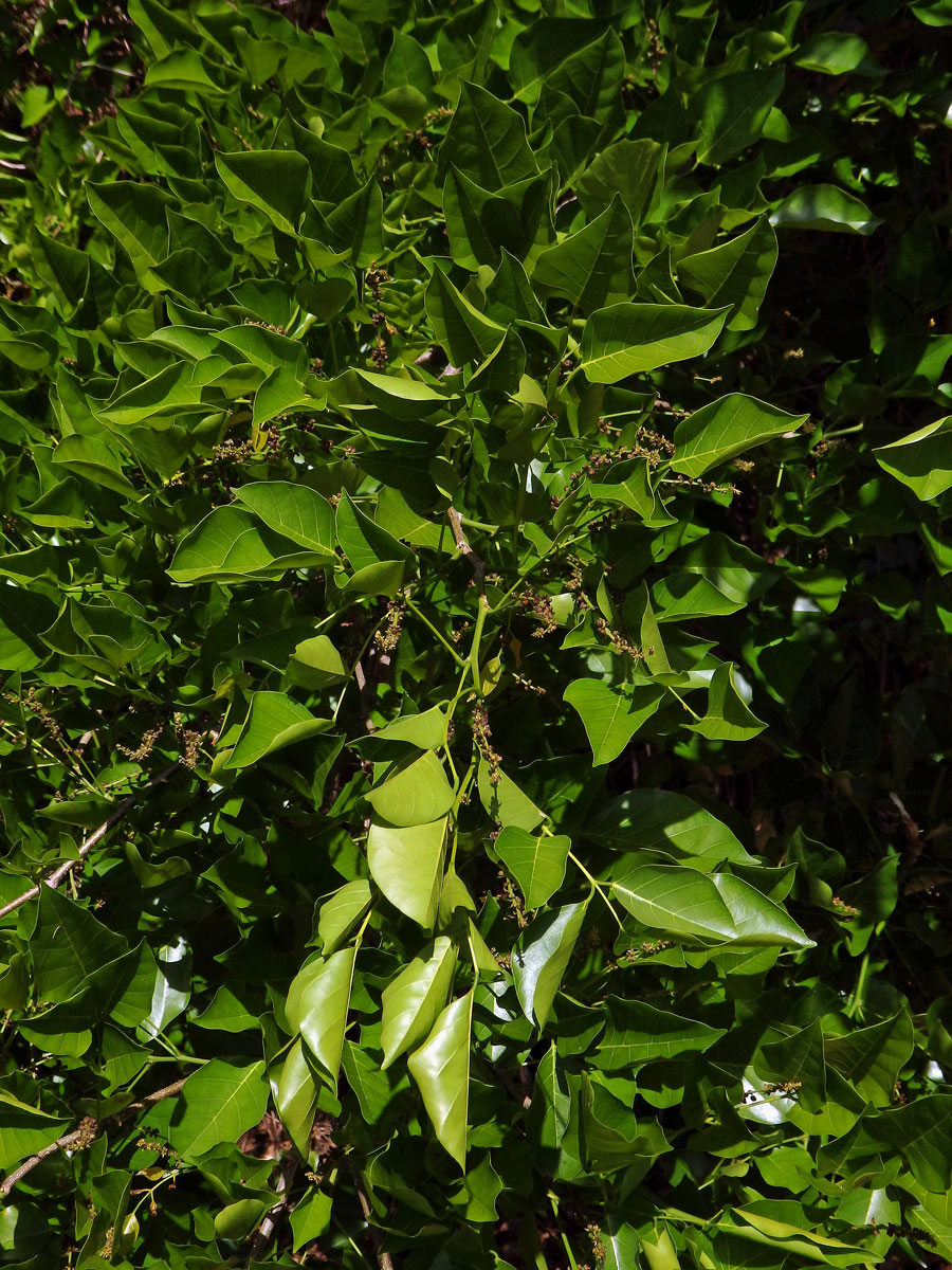 Kaleda lysá (Pongamia pinnata (L.) Pierre)