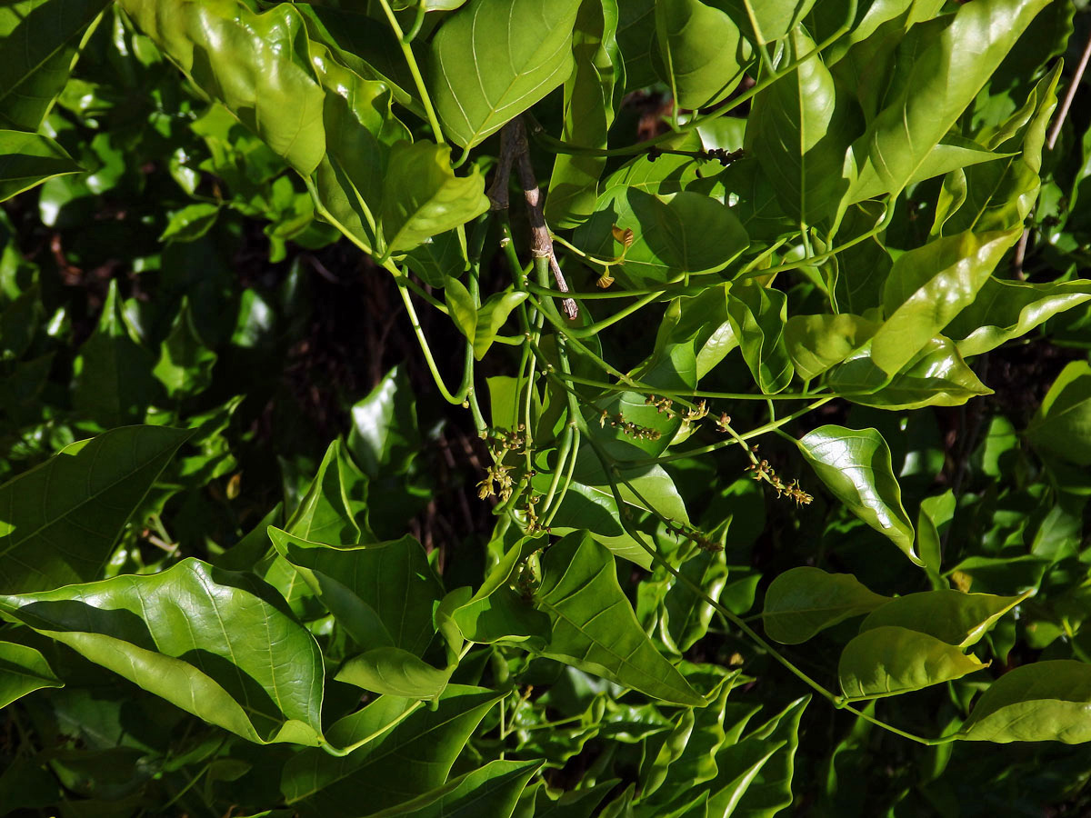 Kaleda lysá (Pongamia pinnata (L.) Pierre)