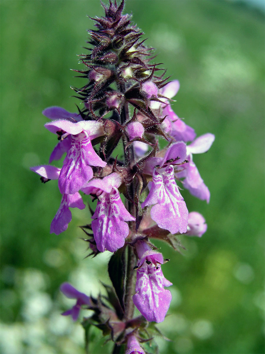 Čistec bahenní (Stachys palustris L.)