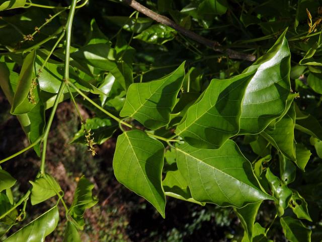 Kaleda lysá (Pongamia pinnata (L.) Pierre)