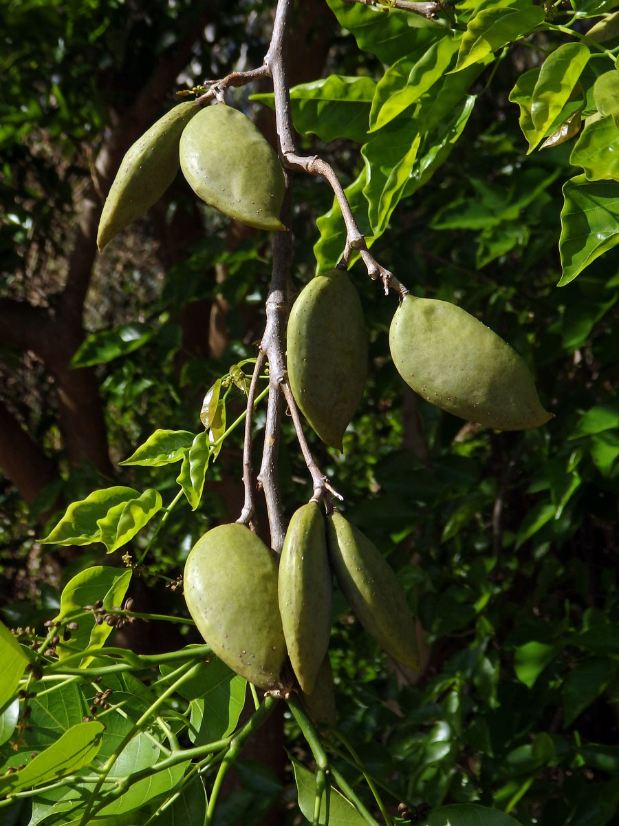 Kaleda lysá (Pongamia pinnata (L.) Pierre)