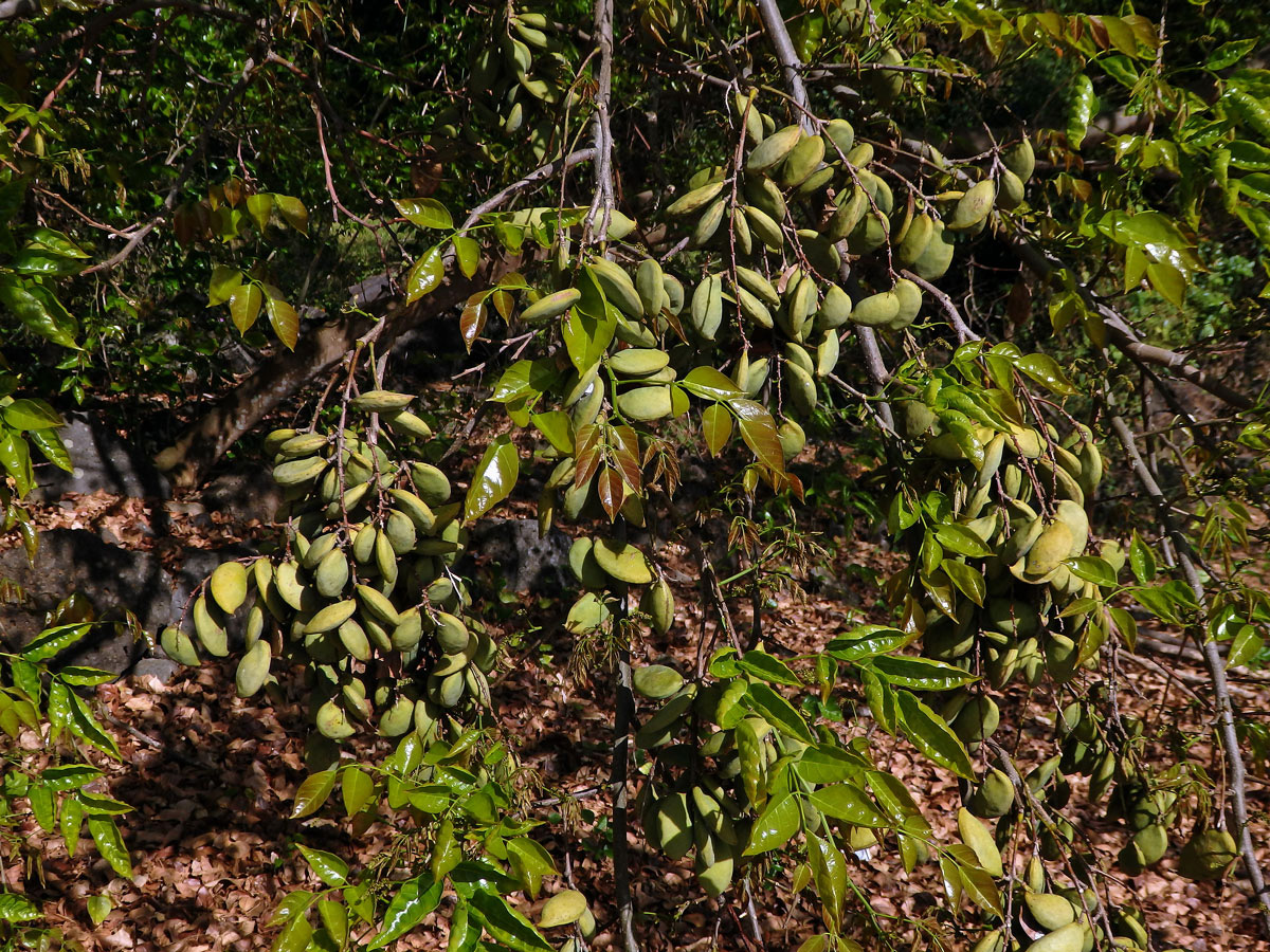 Kaleda lysá (Pongamia pinnata (L.) Pierre)