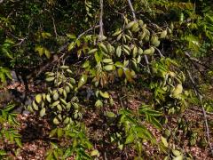 Kaleda lysá (Pongamia pinnata (L.) Pierre)