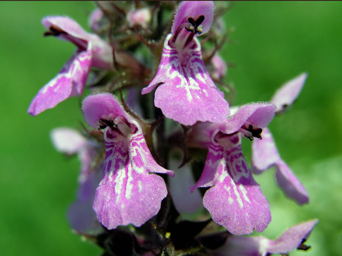 Čistec bahenní (Stachys palustris L.)