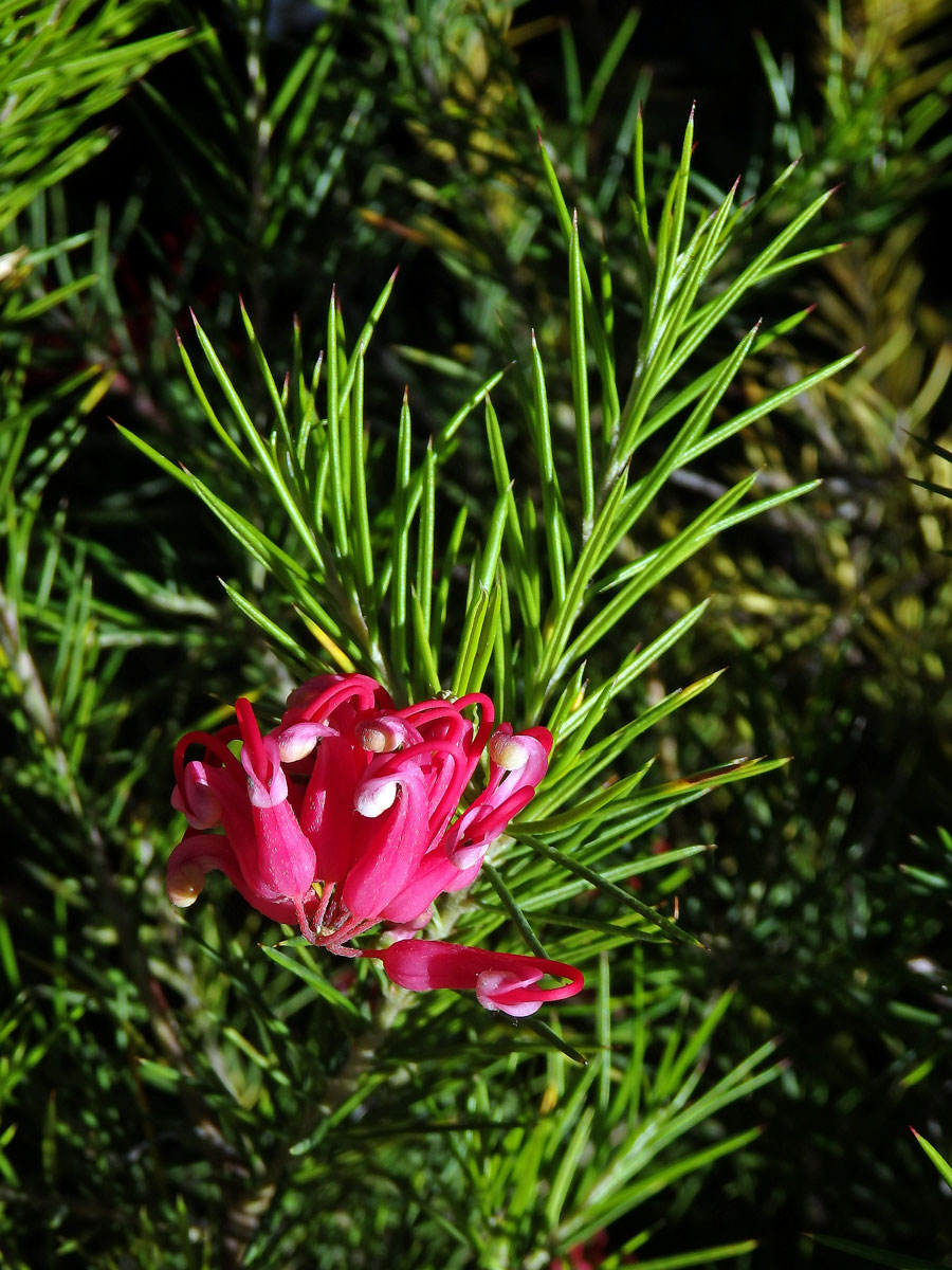 Grevillea rosmarinifolia A. Cunn.