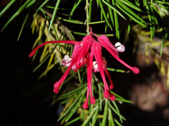 Grevillea rosmarinifolia A. Cunn.