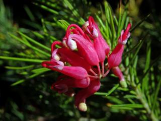 Grevillea rosmarinifolia A. Cunn.