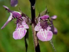 Čistec bahenní (Stachys palustris L.)