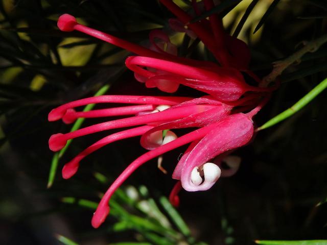 Grevillea rosmarinifolia A. Cunn.