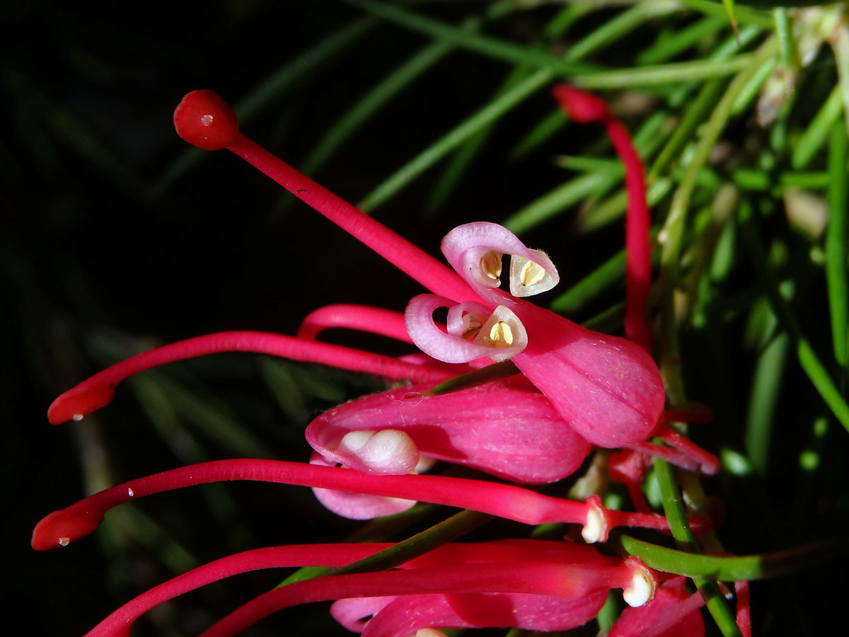 Grevillea rosmarinifolia A. Cunn.