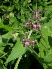 Čistec alpínský (Stachys alpina L.)