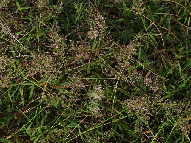 Eragrostis unioloides (Retz.) Nees ex Steud.