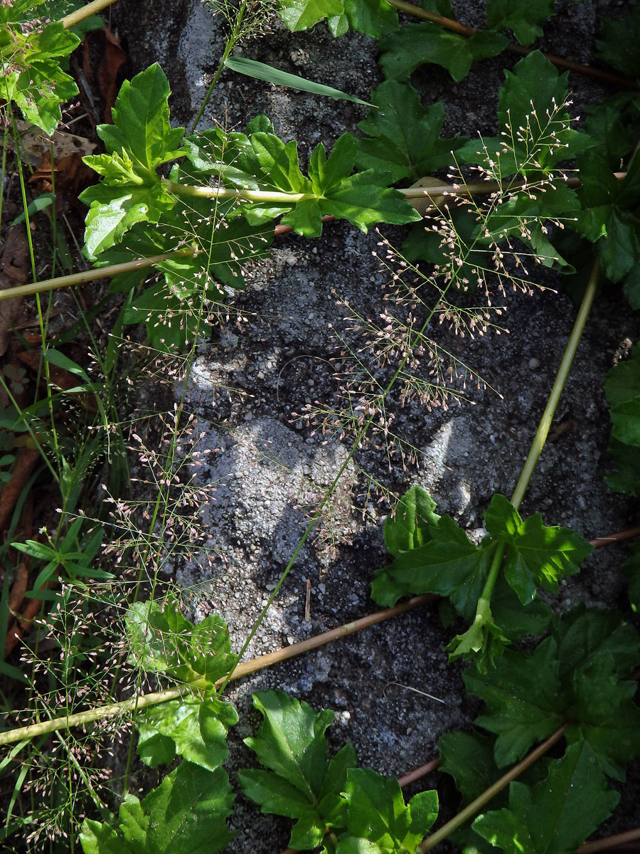 Eragrostis unioloides (Retz.) Nees ex Steud.