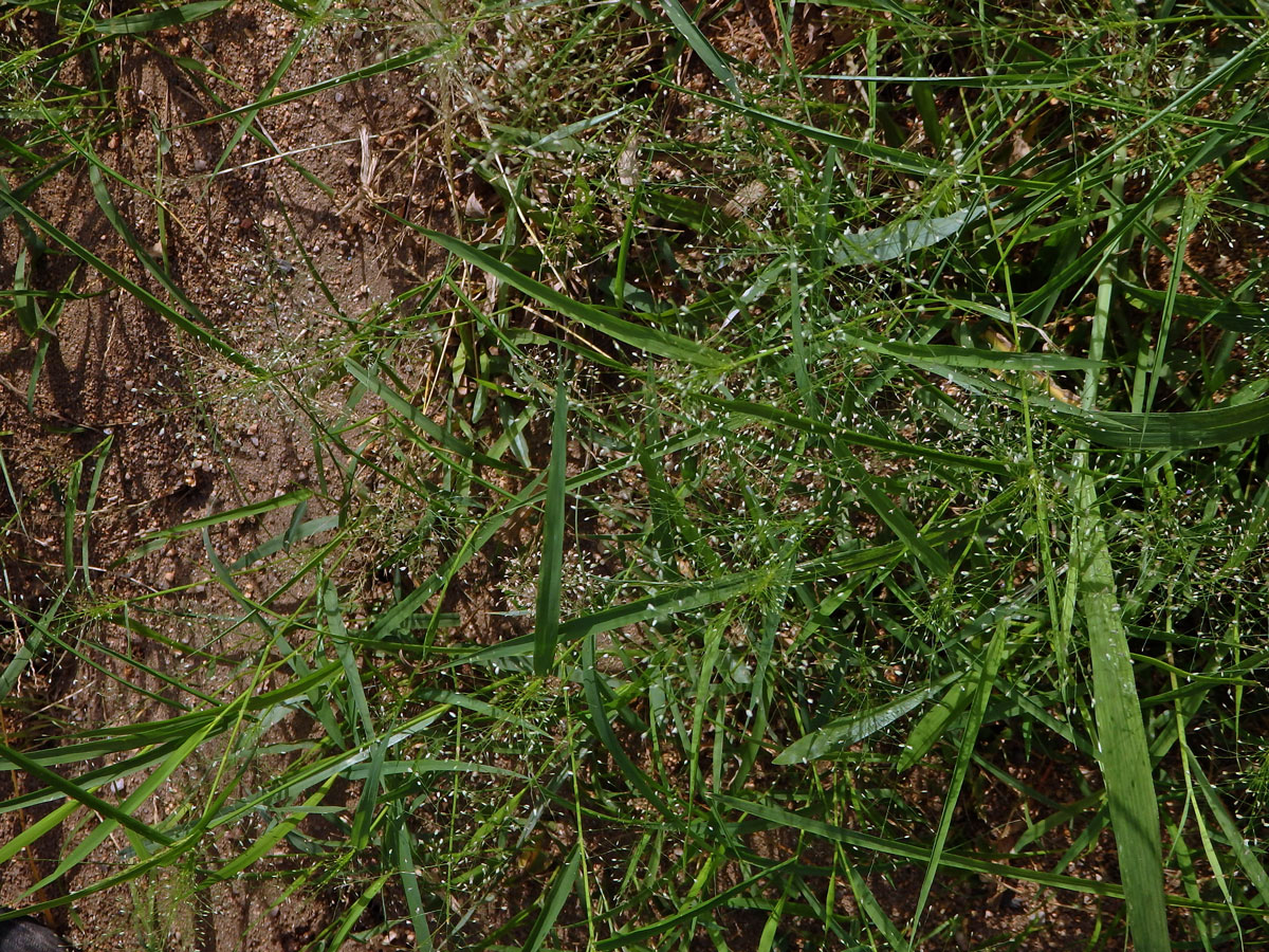 Eragrostis unioloides (Retz.) Nees ex Steud.