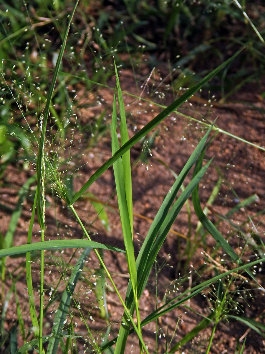 Eragrostis unioloides (Retz.) Nees ex Steud.